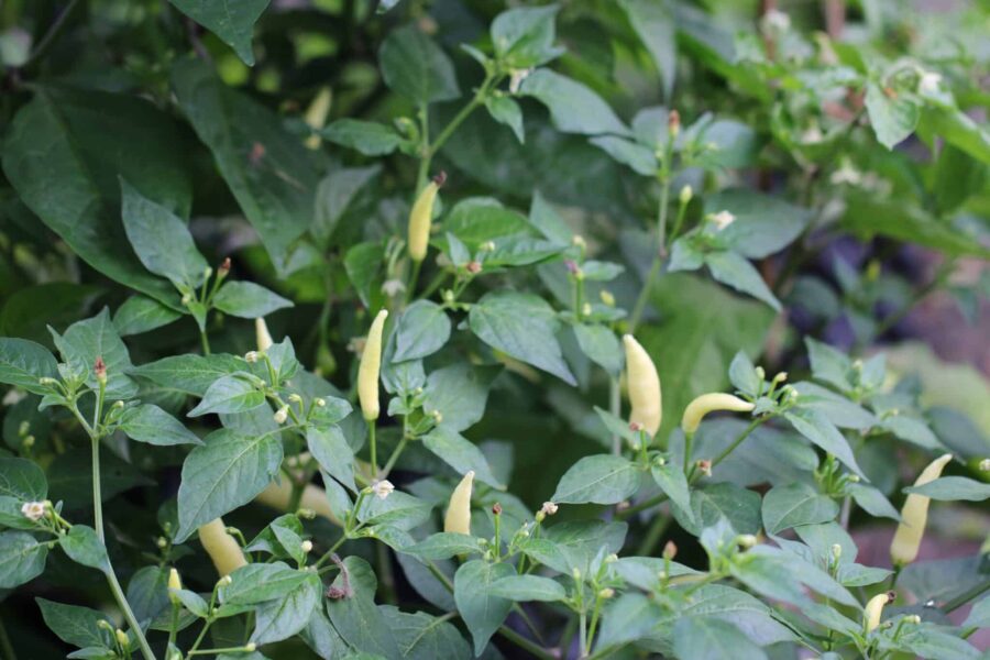 Flerfärgade Aji Omnicolor-frukter i lila, orange och röd