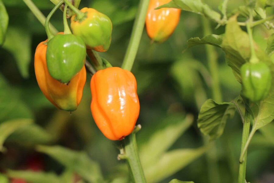 Orange Habanero Burning Bush-frukter täcker busken