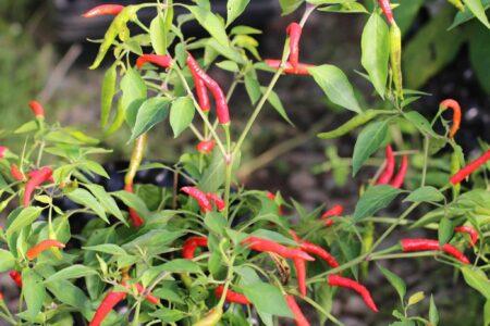 Piri Piri