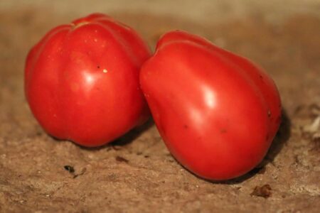 Canestrino