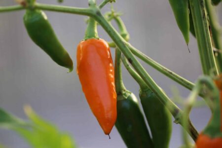 Thai Large Orange