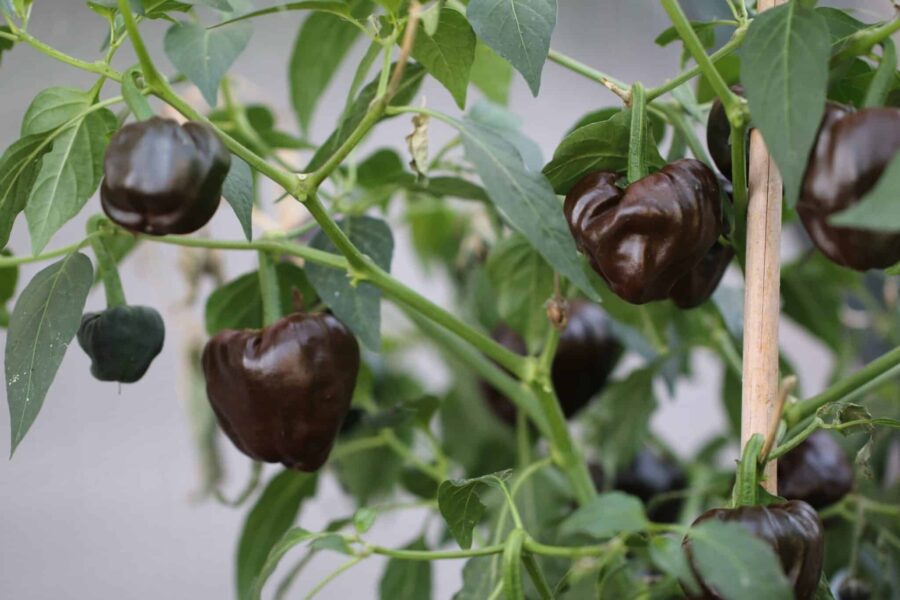 Mörkbruna torkade Chiluacle Negro-chilifrukter