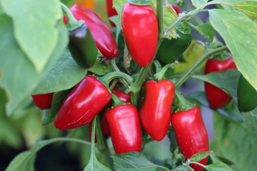 Stora gröna Jalapeno Mucho Nacho-frukter på busken