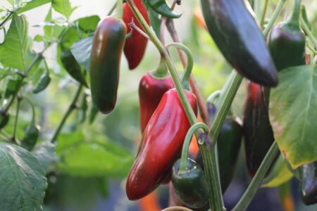 Jalapeno TAM