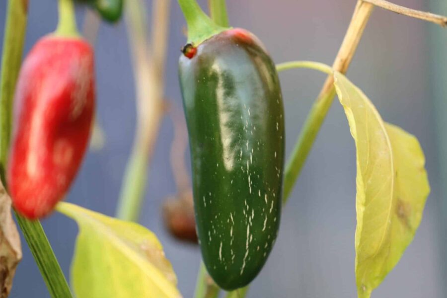 Gröna Jalapeno Felicity-frukter klara för skörd