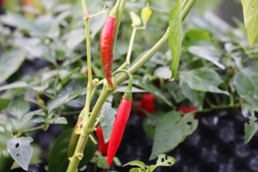 Torkade röda Puya-chilifrukter