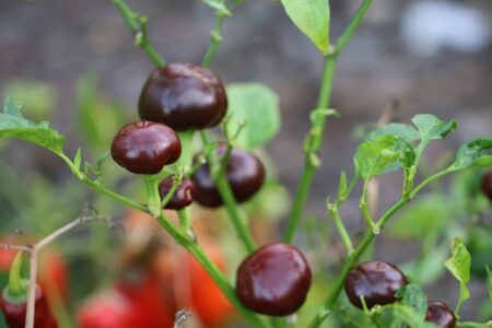 Chocolate Cherry Chili