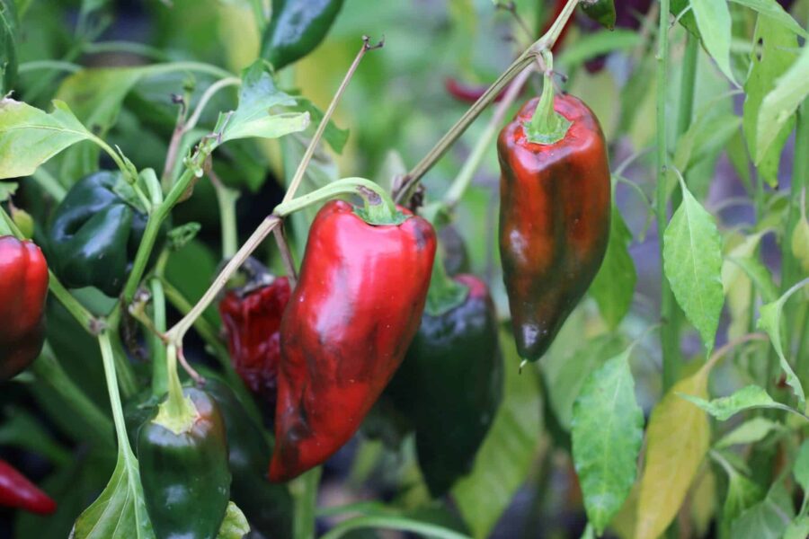 Mörkröda torkade Ancho Grande-chilifrukter