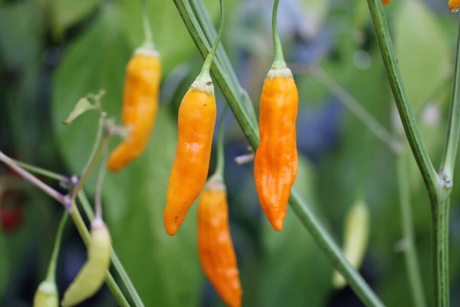 Orangea Aji Habanero-chilifrukter