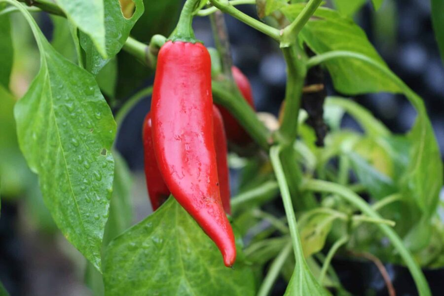 Gröna Numex Joe E Parker-chilifrukter på busken