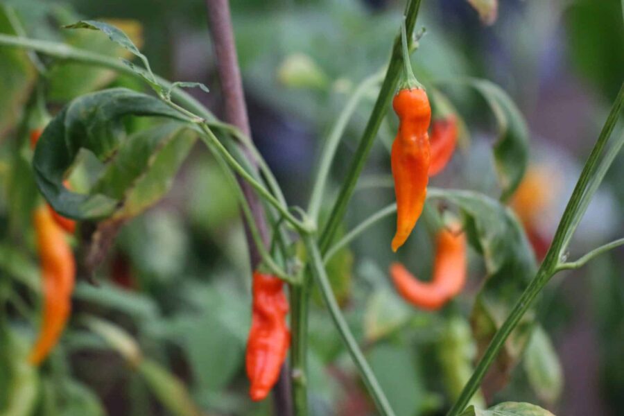 Orangea Aji Ahuachapán-chilifrukter med lång elegant form