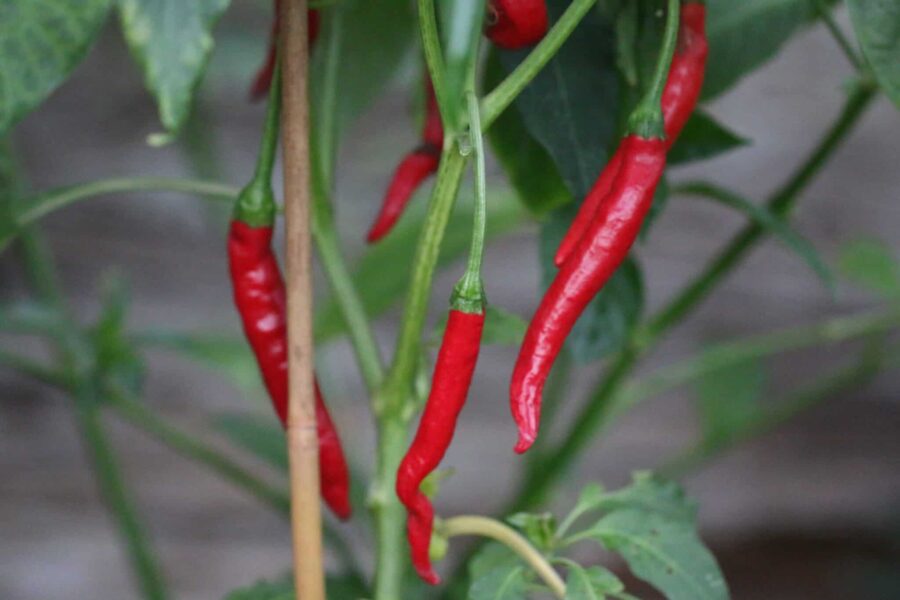Små röda Thai-chilifrukter växande uppåt på plantan