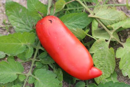 Andine Cornue