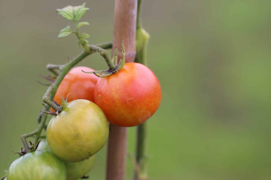 Isis Candy Cherry tomater med orange-röd marmorering