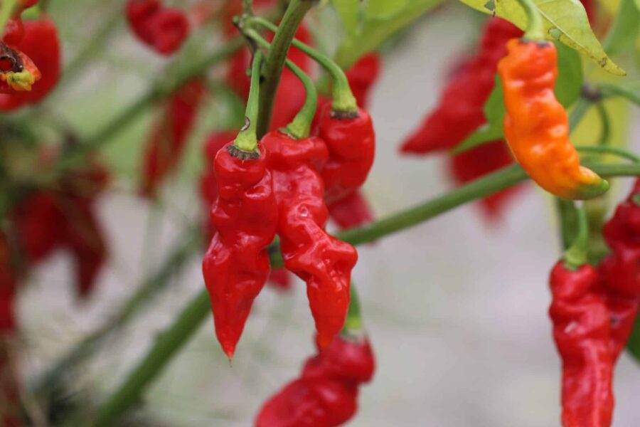 Röda Carolina Reaper x Trinidad Moruga Scorpion-frukter med bucklig yta