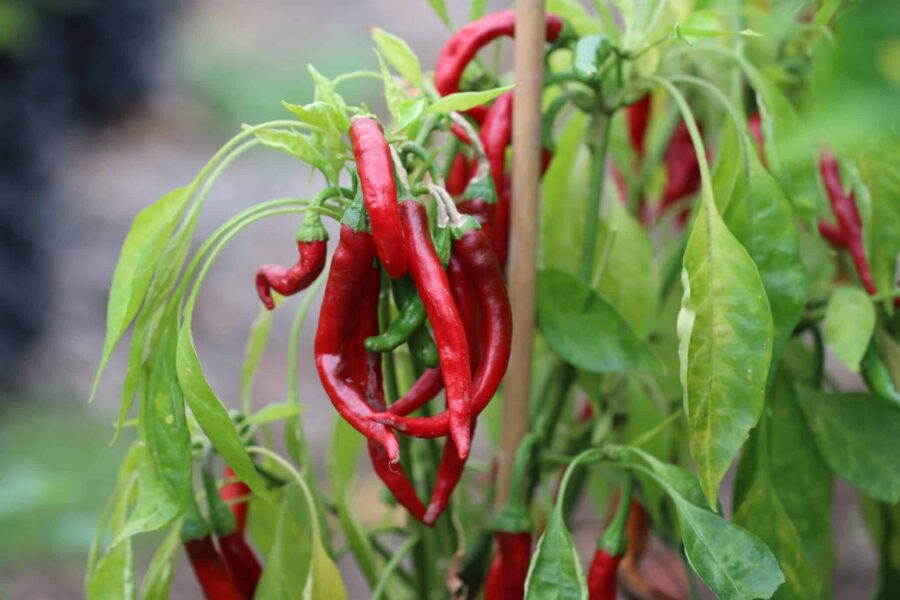 Mogna röda Cayenne-chilifrukter hängande på plantan