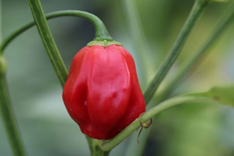 Champion chilifrukter på produktiv planta