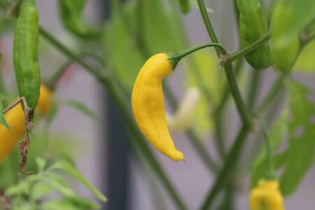 Hot Lemon