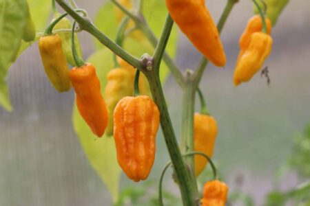 Jpg x Habanero