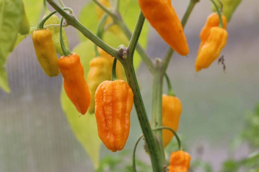 Jpg x Habanero chilifrukter med orange färg