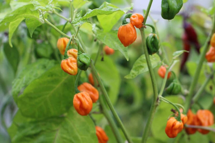 Scotch Bonnet FPO chilifrukter med klassisk mösform