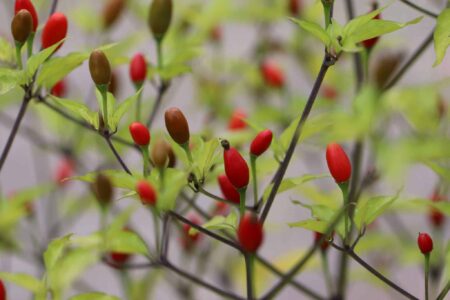 Chiltepin