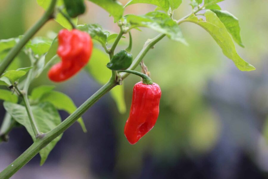 Fatalii Gourmet Jigsaw chilifrukter med rynkig yta
