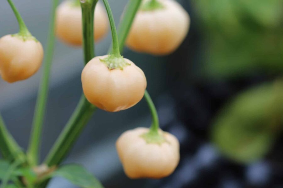 Mogna persikoorangea Peachadew-chilifrukter