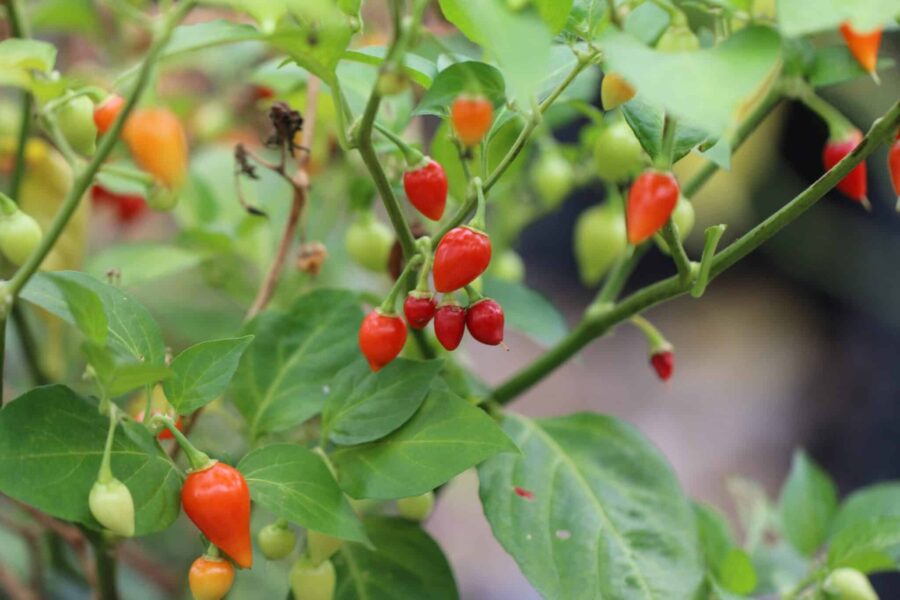 Röda Biquinho Vermelho-frukter med karaktäristisk droppform