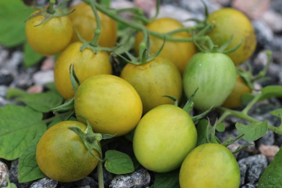 Klasar med gulgrö̈na Green Grape-tomater på vinrankan