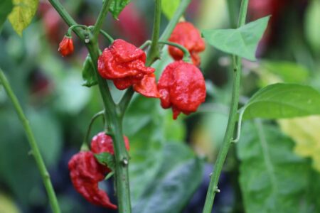 Carolina Reaper x Trinidad Scorpion