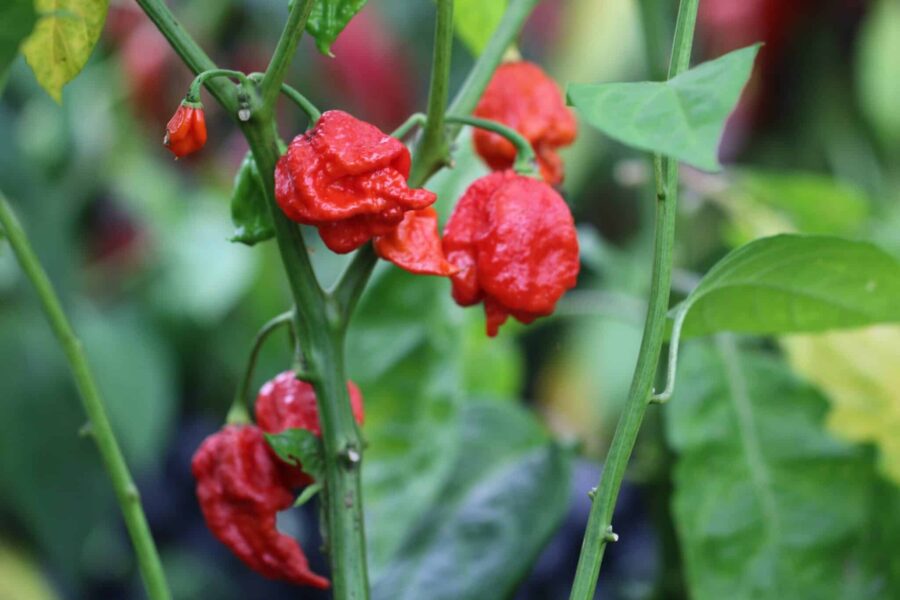 Röda Carolina Reaper x Trinidad Scorpion-frukter med skorpionsvans