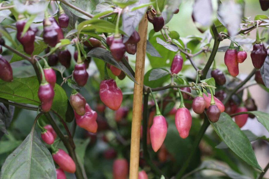 Fidalgo Roxa chilifrukter i lila och rosa nyanser