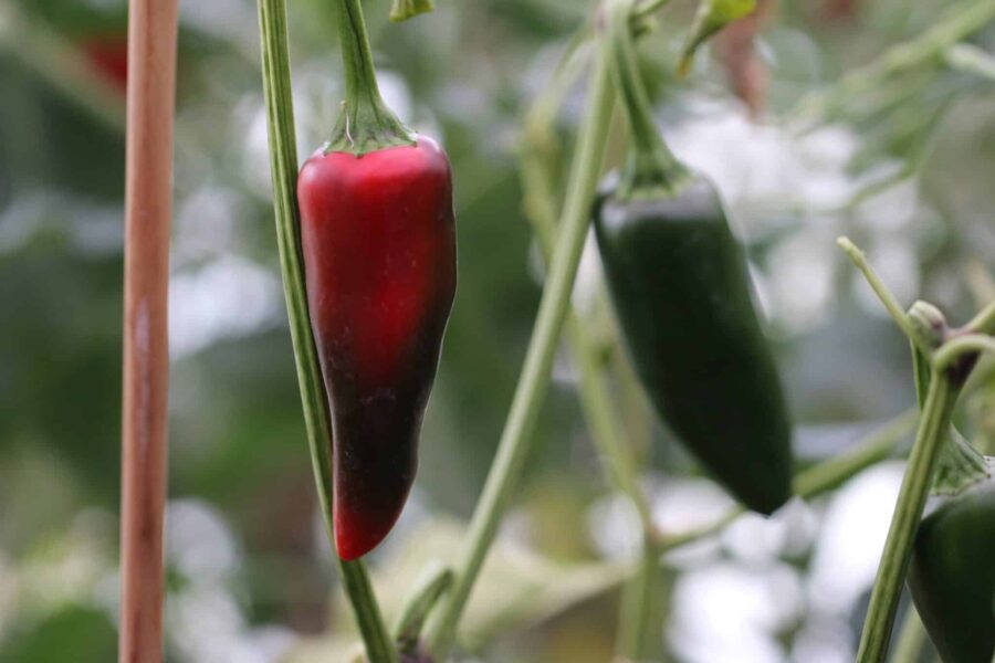 Stora gröna Jalapeno Mammoth-frukter med tjockt fruktkött
