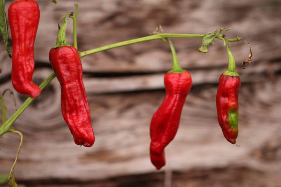Mogna Pepperoncini-frukter med karaktäristisk ljusgrön till röd färg