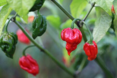 Trinidad Scorpion Butch Taylor Red