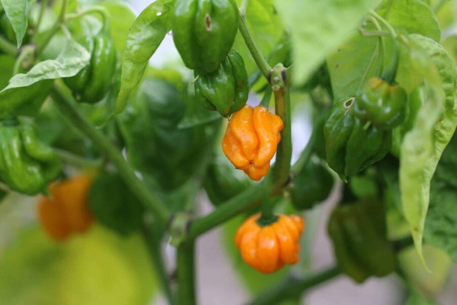 MOA Scotch Bonnet Orange chilifrukter med klassisk mösform