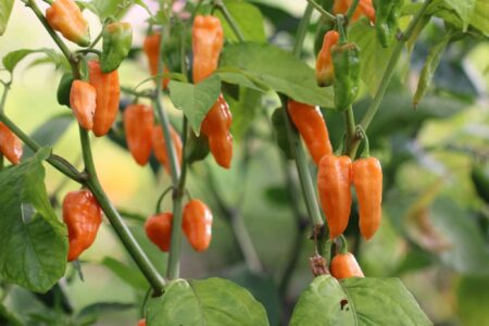 Bhut Orange Copenhagen