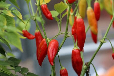 Aji Cristal