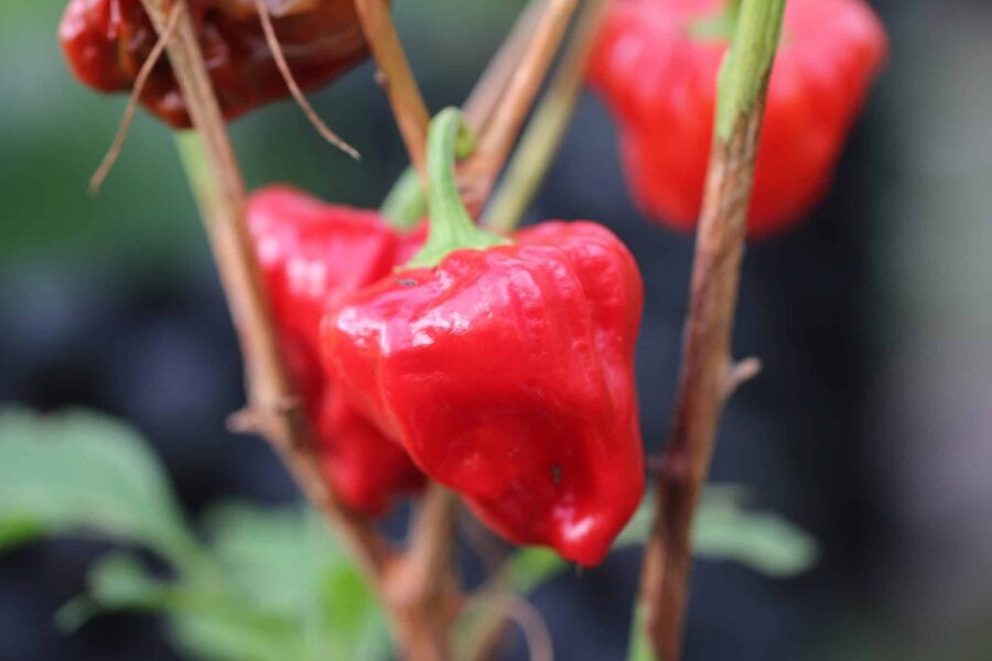 Mushroom Red chilifrukter med karakteristisk svampform