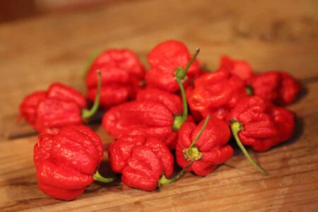 Carolina Reaper x Trinidad scorpion chocolate