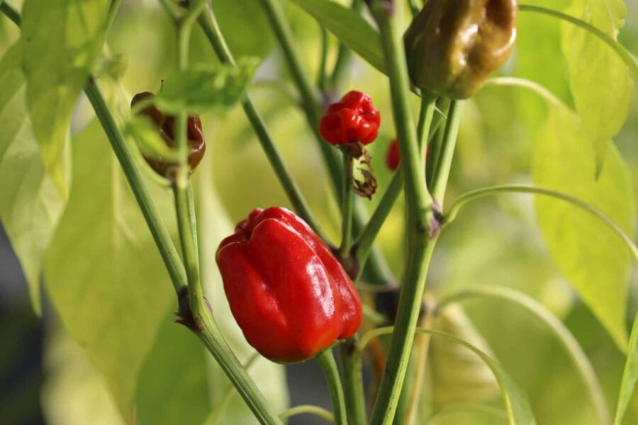 Röda Kitchen Pepper-chilifrukter med lång tunn form