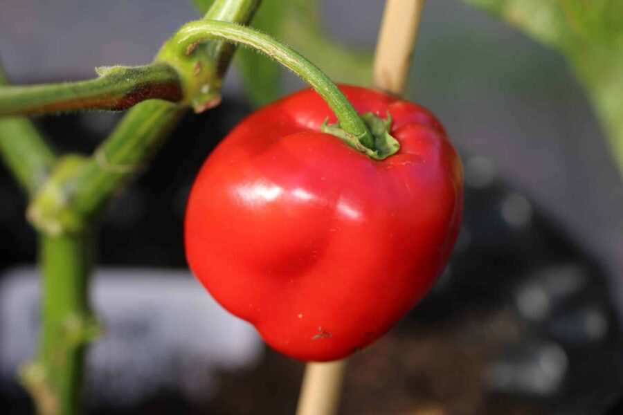 Stora röda Rocoto Giant-frukter med tjockt köttigt fruktkött