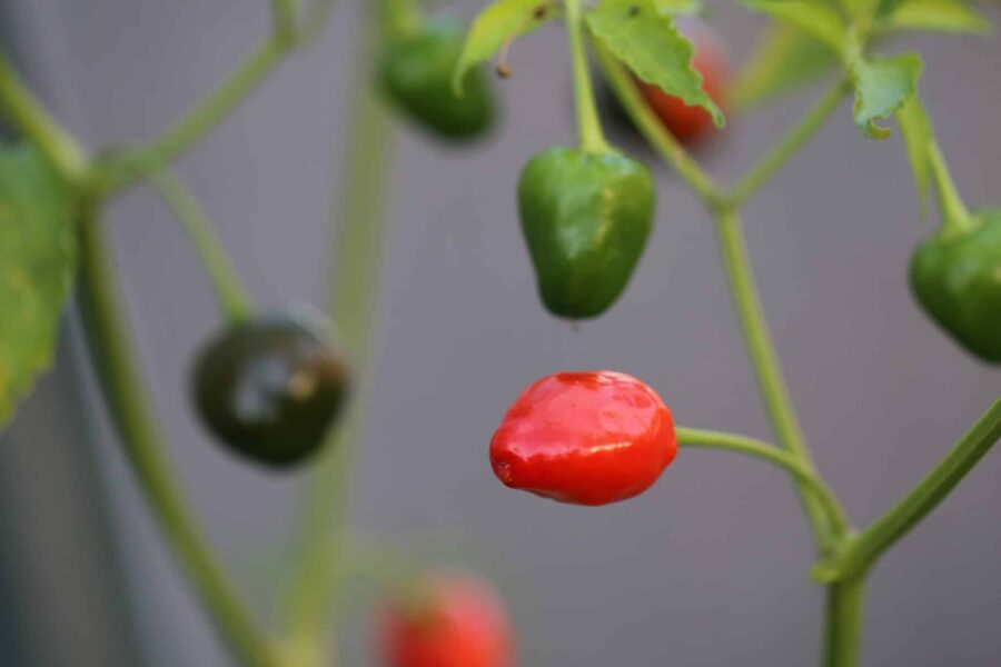 Mogna röda Brazilian Olive Red chilifrukter med olivliknande form