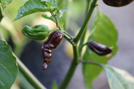 Naga Morich Chocolate