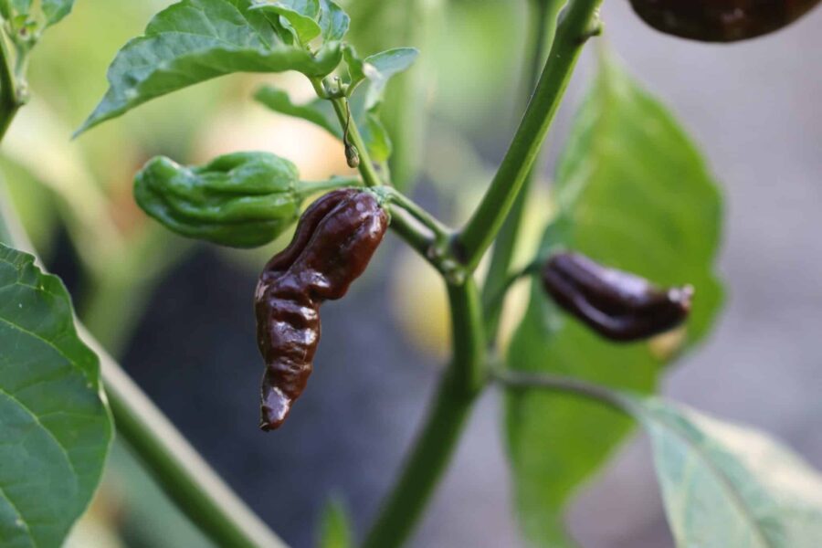 Mogna chokladbruna Naga Morich Chocolate chilifrukter