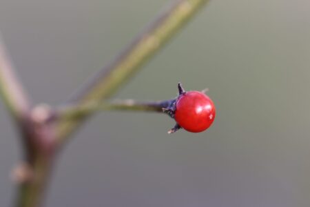 Capsicum Eximium