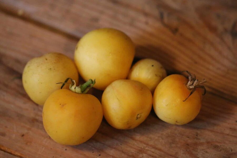 Gulrosa Garden Peach-tomater med karakteristisk luddig yta