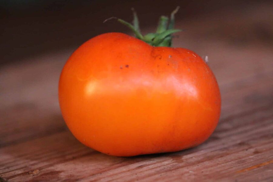 Orange-gul Pineapple-bifftomat med randig yta