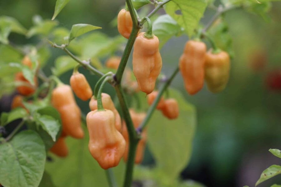 Rosa Habanero Pink-chilifrukter med klassisk habaneroform